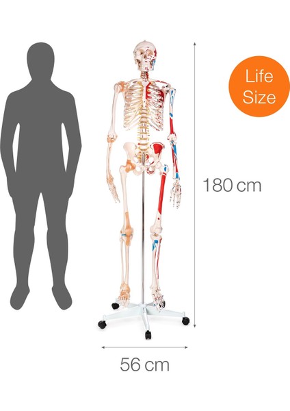 Insan Iskeleti Modeli Kaslı ve Ligamentli 180 cm