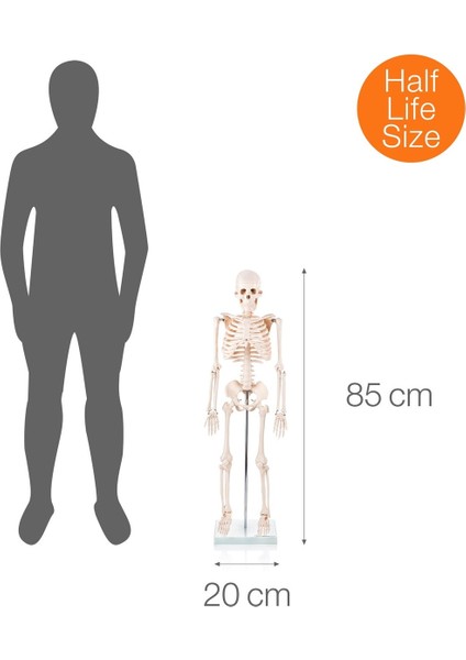 Eğitim Maketleri Insan Iskeleti Modeli Kas Bölgeleri Işaretlenmiş 85 cm