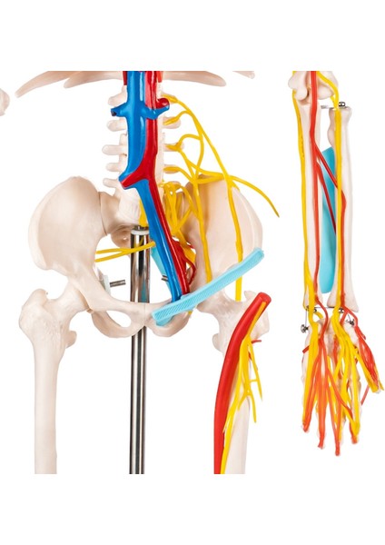 Eğitim Maketleri Insan Iskeleti Modeli Sinirli ve Kan Dolaşımlı 85 cm