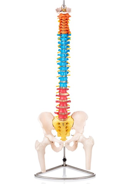 Didaktik Omurga ve Pelvis Modeli (Pelvisli ve Femur Başlı Omurga Modeli)