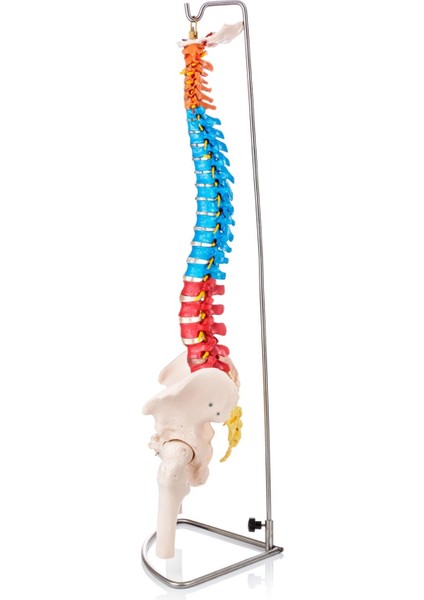 Didaktik Omurga ve Pelvis Modeli (Pelvisli ve Femur Başlı Omurga Modeli)