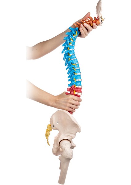 Didaktik Omurga ve Pelvis Modeli (Pelvisli ve Femur Başlı Omurga Modeli)