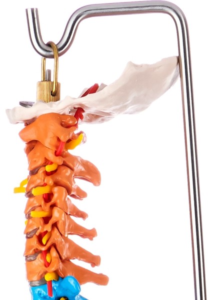 Didaktik Omurga ve Pelvis Modeli (Pelvisli ve Femur Başlı Omurga Modeli)