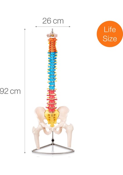 Didaktik Omurga ve Pelvis Modeli (Pelvisli ve Femur Başlı Omurga Modeli)