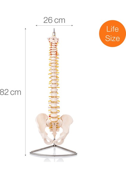 Eğitim Maketleri Omurga Modeli - Omurga Maketi, 75 cm
