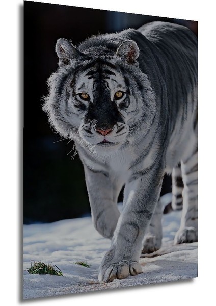 Dekoratif Dikey Sibirya Kaplanı Duvar Tablo Ahşap Dikdörtgen Tablo modelleri