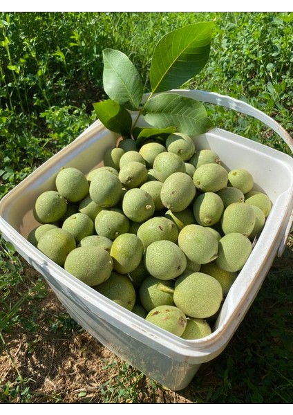 1 kg Kabuklu Ceviz