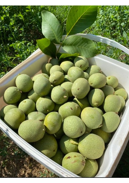 1 kg Kabuklu Ceviz