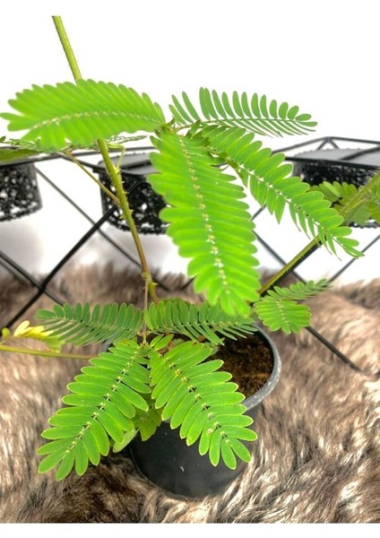 Küstüm Çiçeği Mimosa Pudica 10-20 cm