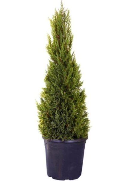 Limon Çamı/servi 1 Adet Saksılı/tüplü 30-60 cm Dış Mekan Bitkisi (Cupressus Macrocarpa)