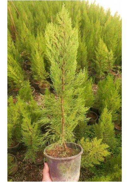 Limon Çamı/servi 1 Adet Saksılı/tüplü 30-60 cm Dış Mekan Bitkisi (Cupressus Macrocarpa)