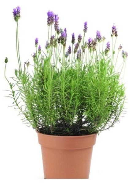 Lavanta Çiçeği 15-25 cm Kokulu Aromatik Bitkisi Balkon Bitkisi