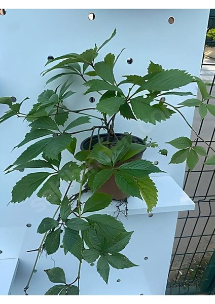 Soğuğa Dayanıklı Kırmızı Yapraklı Amerikan Duvar Sarmaşığı 55-75CM