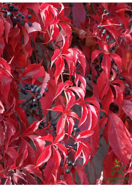 Yayılıcı Duvar Sarmaşığı 4 Adet Tüplü 50-80CM Soğuğa Dayanıklıdır fiyatları