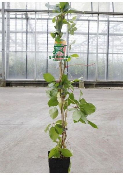 Yayılıcı Duvar Sarmaşığı 4 Adet Tüplü 50-80CM Soğuğa Dayanıklıdır modelleri