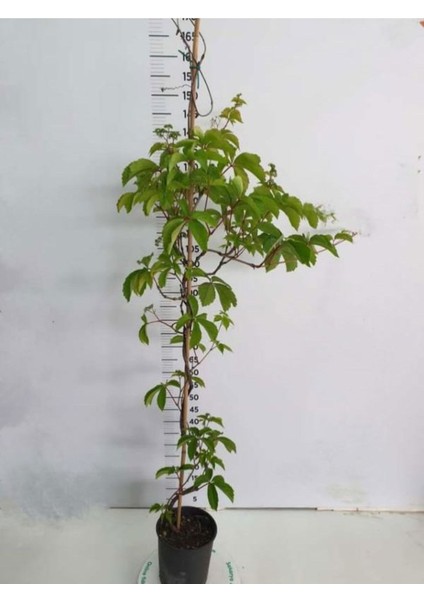 Duvar Sarmaşığı Sarılıcı Bitki 45-80CM 1 Adet Dış Mekan Bitkisi fiyatları