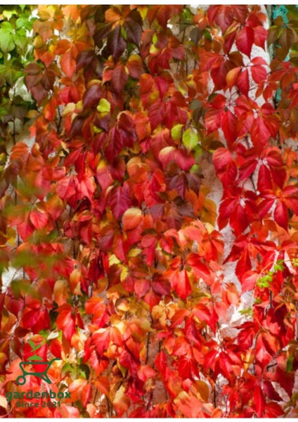 Duvar Sarmaşığı Sarılıcı Bitki 45-80CM 1 Adet Dış Mekan Bitkisi modelleri