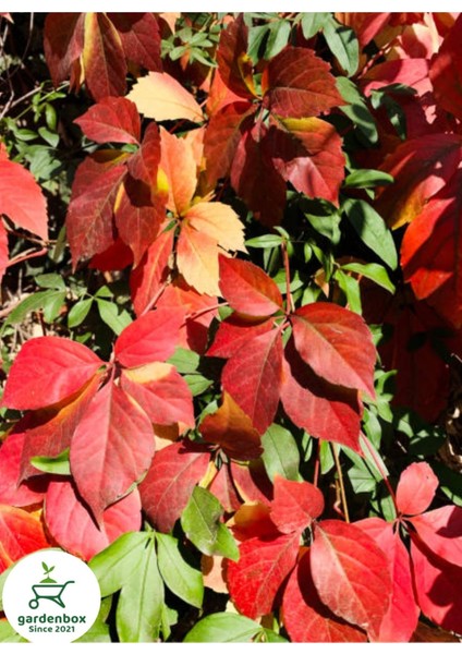 Soğuğa Dayanıklı Kırmızı Yapraklı Amerikan Duvar Sarmaşığı 55-75CM modelleri