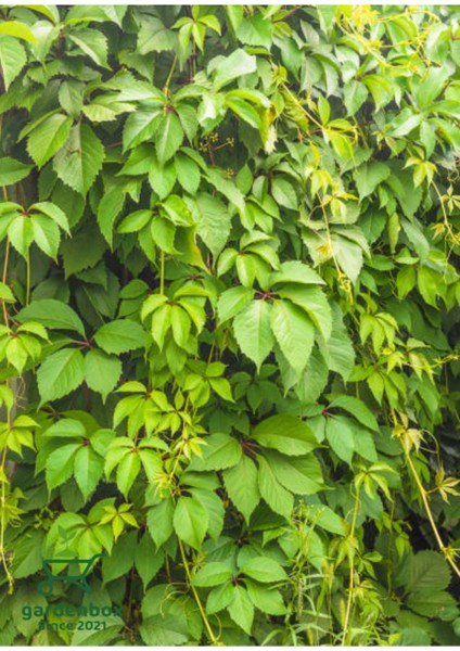 Renk Değiştiren Duvar Sarmaşığı 40-65CM Saksılı/tüplü Peyzaj Bitkisi