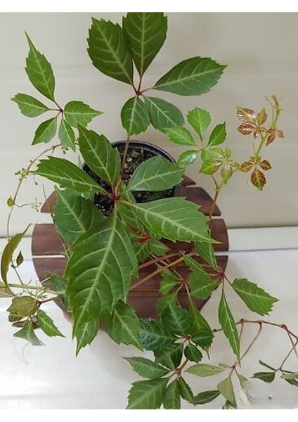 Amerikan Sarmaşığı Son Baharda Kırmızı Renge Döner 40-80CM Peyzaj Bitkisi