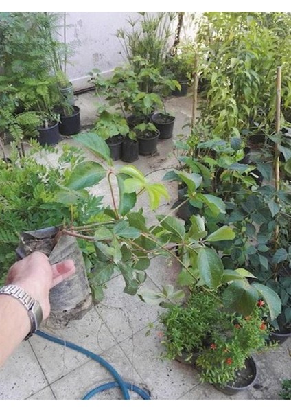 Amerikan Sarmaşığı Son Baharda Kırmızı Renge Döner 40-80CM Peyzaj Bitkisi fiyatları