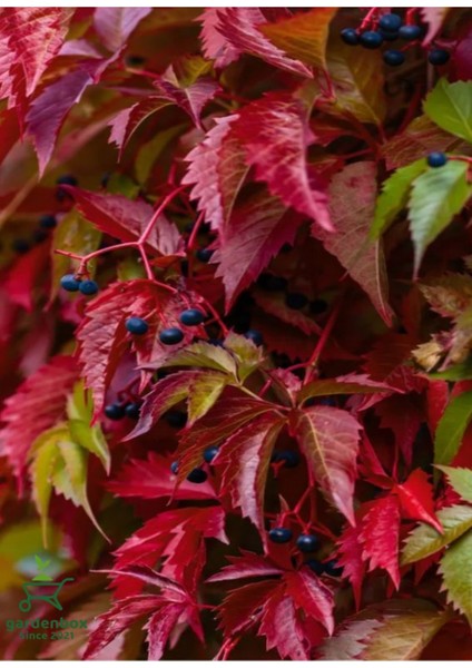 Amerikan Sarmaşığı Son Baharda Kırmızı Renge Döner 40-80CM Peyzaj Bitkisi modelleri