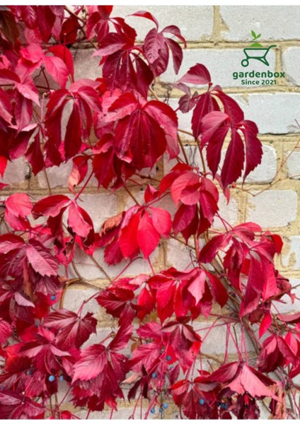 Amerikan Duvar Sarmaşığı 5 Adet 50-80CM Bahçe Peyzaj Bitkisi Tüplü