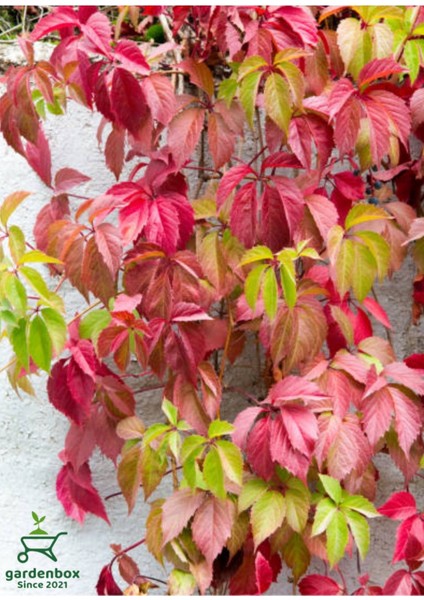 Amerikan Duvar Sarmaşığı 5 Adet 50-80CM Bahçe Peyzaj Bitkisi Tüplü fiyatları