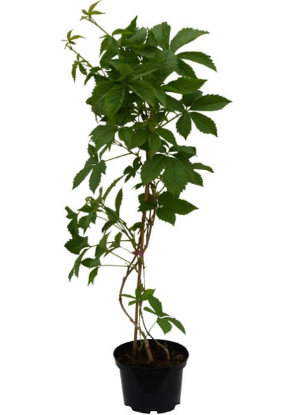 Amerikan Duvar Sarmaşığı 5 Adet 50-80CM Bahçe Peyzaj Bitkisi Tüplü modelleri