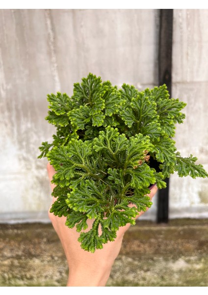 Selaginella Jori