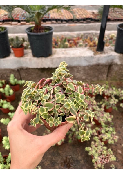 Crassula Pellucida