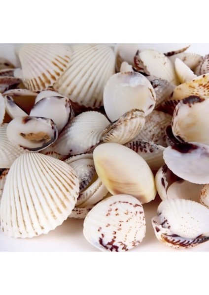 Deniz Kabuğu 200GR Karışık Deniz Kabukları Dekoratif Vazo Akvaryum Süsleme Teraryum Deniz Kabukları ROYALEKS-ENF-025