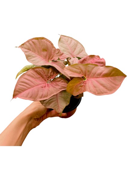 Syngonium Podophyllum Pink