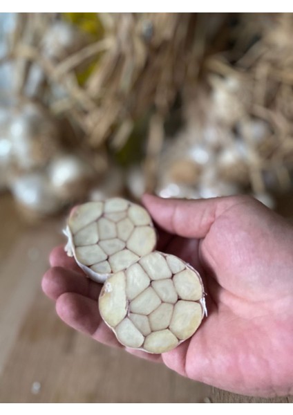 Taşköprü Ata Tohum Taşköprü Sarımsak Duble Boy 1 kg fiyatları