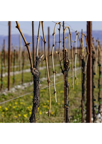 Rulo 1.5mm Siyah Bahçe Teli Sıvı Plastik Kaplamalı 18 M Bitki Bitki Ağacı Desteği Için Bükülen Kravat (Yurt Dışından) modelleri