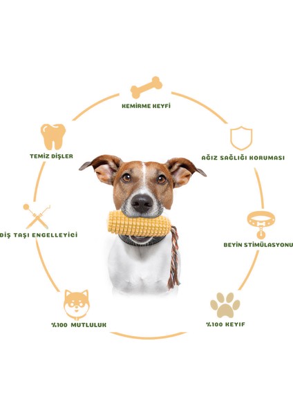 Köpek Diş Sağlığına Yardımcı Mısır Çekiştirme ve Isırma Oyuncağı Düdüklü modelleri
