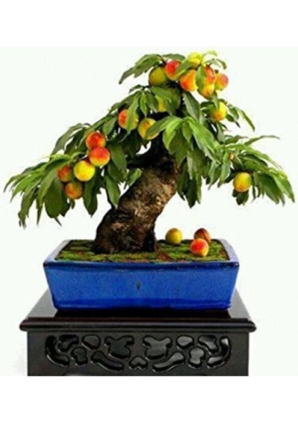 Erik Bonzai Ağacı Tohumu 2 Adet Bonsai Ağacı Tohumu