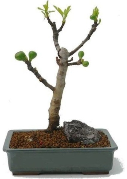 Bodur Siyah Incir Bonzai Ağacı Tohumu 5 Adet Tohum Bonsai Ağacı Tohumu modelleri