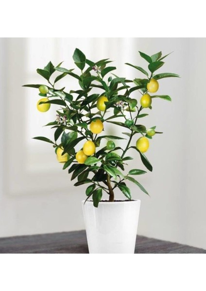 Bodur Bonsai Limon Ağacı Tohumu 5 Adet Tohum + Saksı Toprak + Sürpriz Hediye Tohum fiyatları