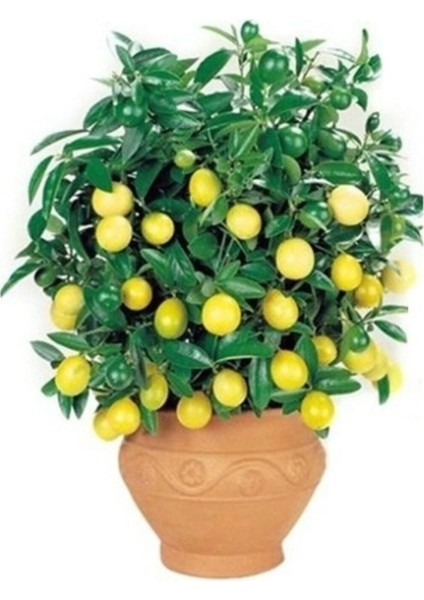 Bodur Bonsai Limon Ağacı Tohumu 5 Adet Tohum + Saksı Toprak + Sürpriz Hediye Tohum modelleri