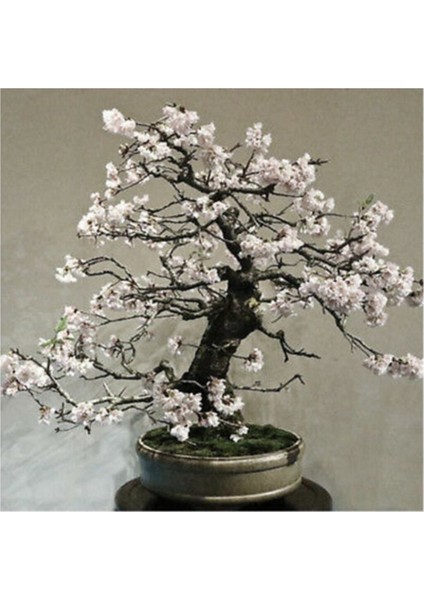 Kiraz Bonzai Ağacı Tohumu 5 Adet Bonsai Ağacı Tohumu fiyatları