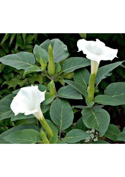 Gece Güzeli Çiçek Tohumu Gece Güzeli Çiçeği Tohum 10 Adet Tohum