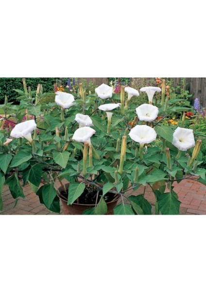 Gece Güzeli Çiçek Tohumu Gece Güzeli Çiçeği Tohum 10 Adet Tohum modelleri