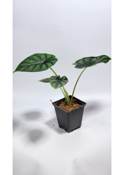 Plant Momzie Alocasia Baginda Dragon Scale