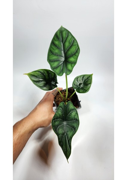 Plant Momzie Alocasia Baginda Dragon Scale