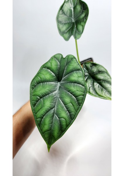 Plant Momzie Alocasia Baginda Dragon Scale