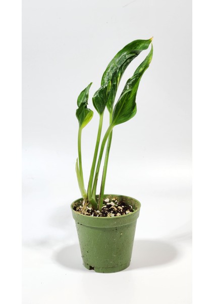 Plant Momzie Epipremnum Aureum Shangri-La (Godzilla) 5,5 cm