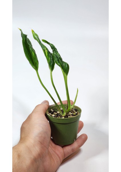 Plant Momzie Epipremnum Aureum Shangri-La (Godzilla) 5,5 cm