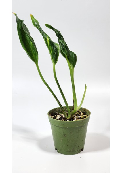 Plant Momzie Epipremnum Aureum Shangri-La (Godzilla) 5,5 cm