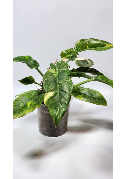 Plant Momzie Philodendron Ring Of Fire